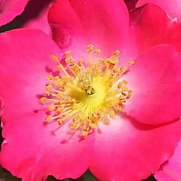 Roz - Trandafiri - Lupo® - 